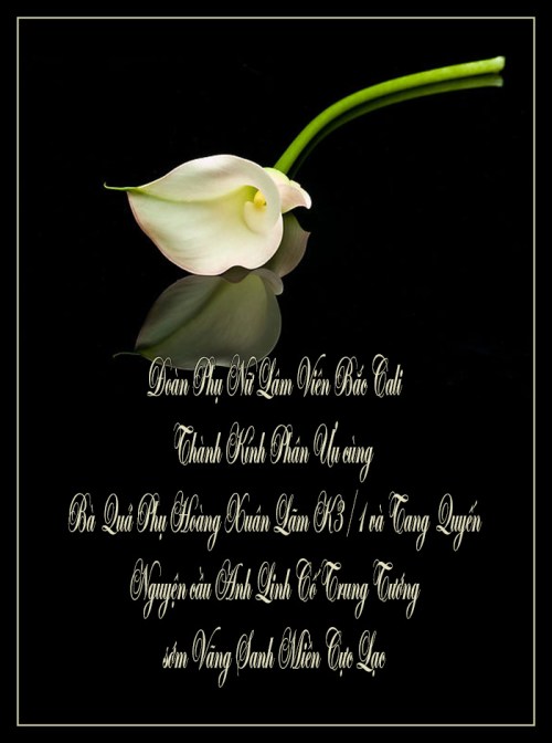 1082432-3-calla-lily-on-black-glass(1)